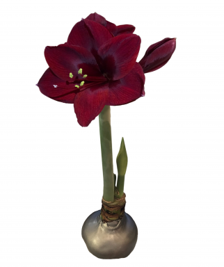 Silver Waxed Black Pearl Amaryllis Bulb Size 30/32